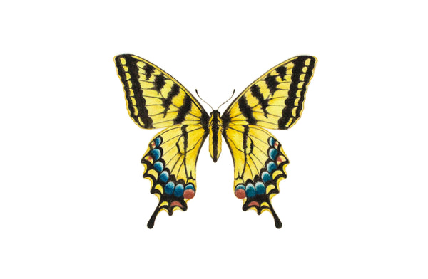 Tiger Swallowtail Butterfly Art Print – Tara Feather Designs