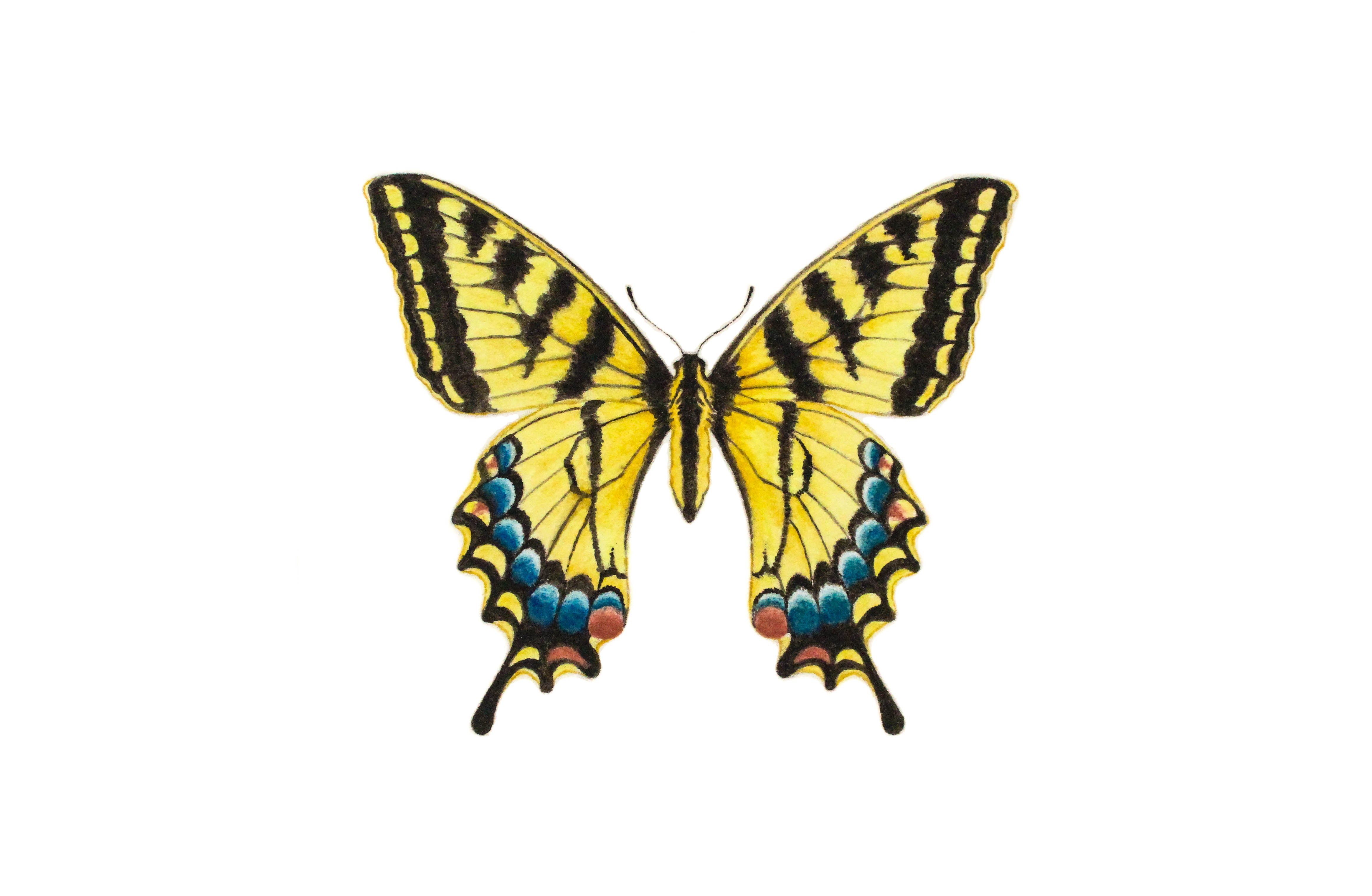 New Pigment Free Paint is Inspired by Butterflies